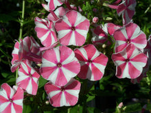 Load image into Gallery viewer, Phlox paniculata 'Peppermint Twist'
