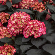 Load image into Gallery viewer, Hydrangea macrophylla &#39;Eclipse&#39;

