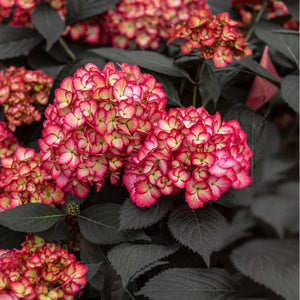 Hydrangea macrophylla 'Eclipse'