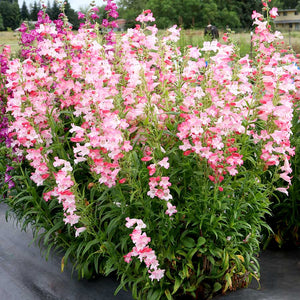 Penstemon 'Flock of Flamingos'