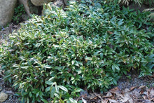 Load image into Gallery viewer, Sarcococca hookeriana &#39;Fragrant Valley&#39;
