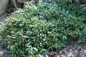 Sarcococca hookeriana 'Fragrant Valley'