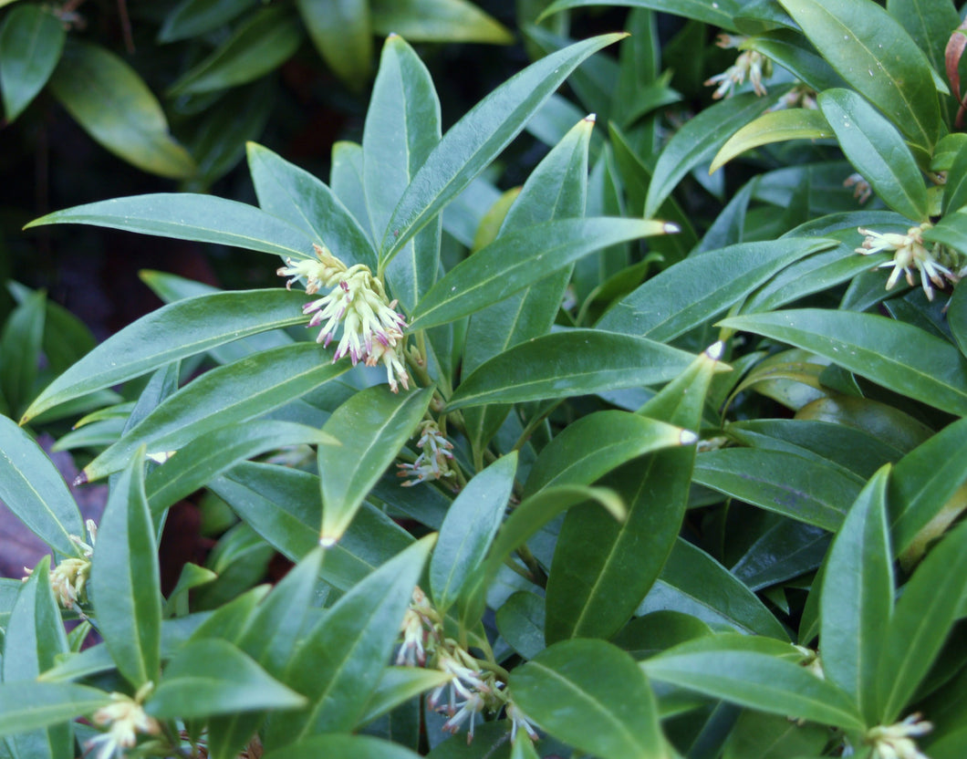 Sarcococca hookeriana 'Fragrant Valley'