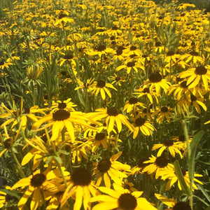 Rudbeckia fulgida "Black-Eyed-Susan