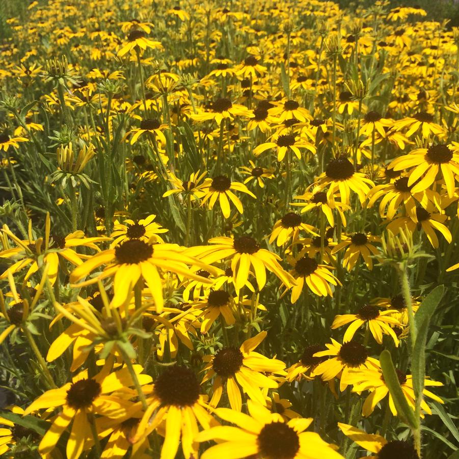 Rudbeckia fulgida 