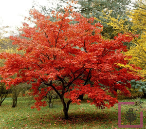 Acer japonicum 'Aconitifolium' Full Moon Maple