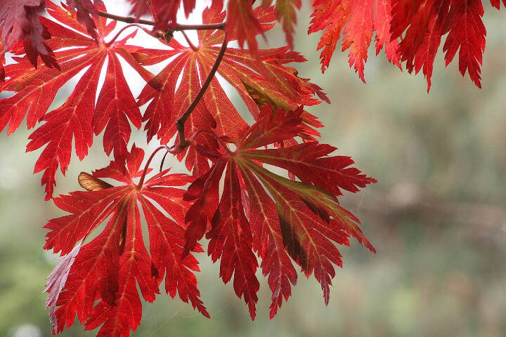 Acer japonicum 'Aconitifolium' Full Moon Maple