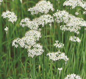 Garlic Chives Seeds