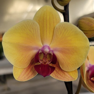 Orchid phalaenopsis