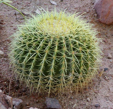 Load image into Gallery viewer, Cactus &quot;Assorted&quot;
