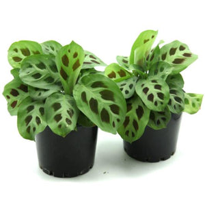 rabbit's foot prayer plant Maranta 'Green Prayer Plant' – Denchfield Nursery, Inc