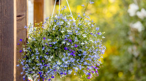 Lobelia 3 Color Combo Hanging Basket