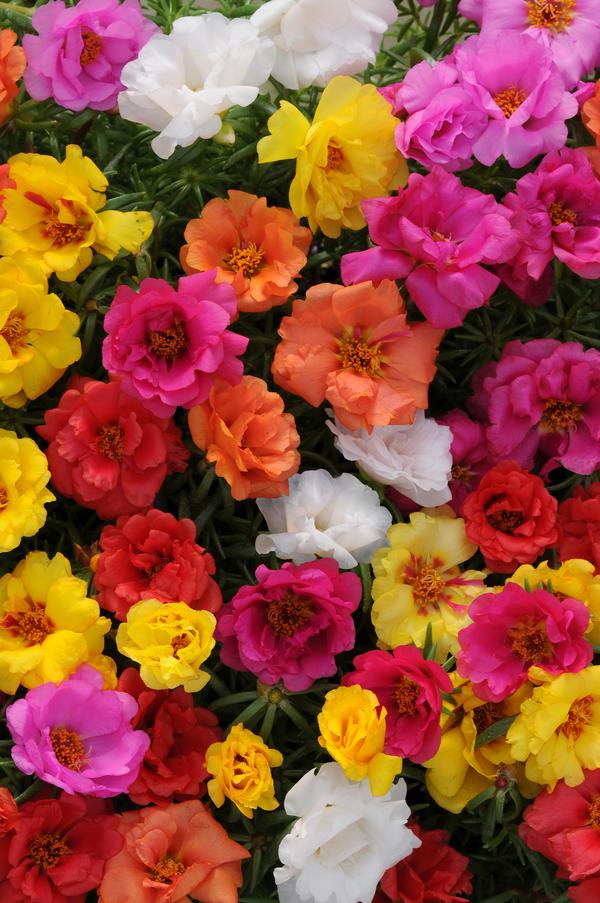 Portulaca 'Happy Hour Mix'