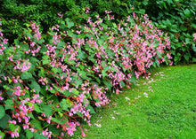 Load image into Gallery viewer, Begonia Grandis
