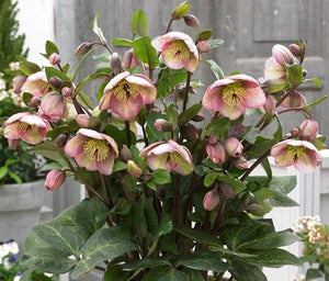 Helleborus 'Bayli's Blush'