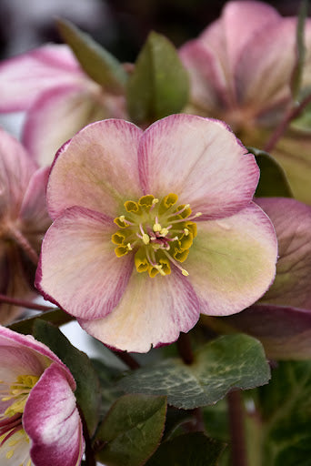 Helleborus 'Bayli's Blush'