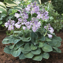 Load image into Gallery viewer, Hosta &quot;Blue Mouse Ears&quot;
