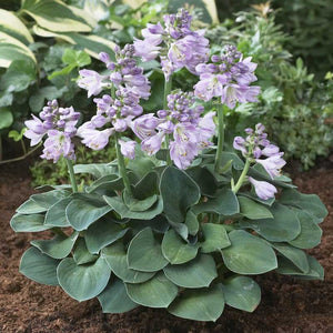 Hosta "Blue Mouse Ears"