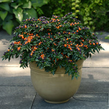 Load image into Gallery viewer, Ornamental Pepper &#39;Hot Pops Purple&#39;
