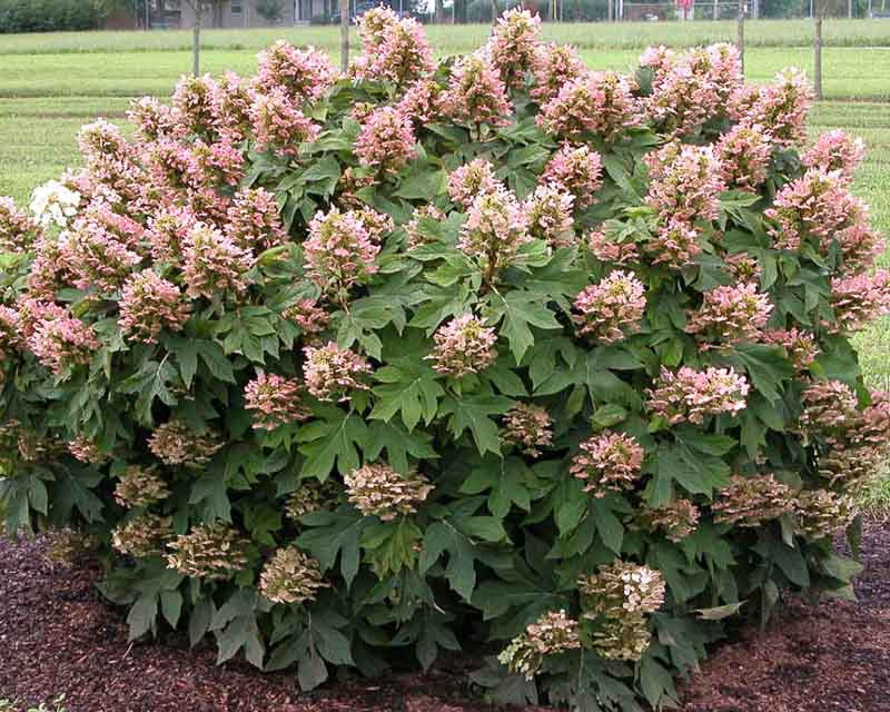 Hydrangea quercifolia 'Munchkin'