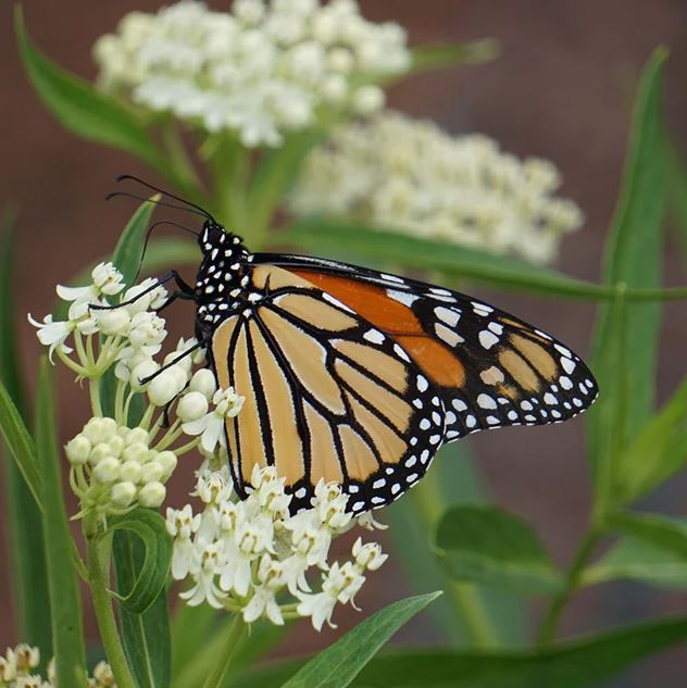 Asclepias incarnata 'Ice Ballet'