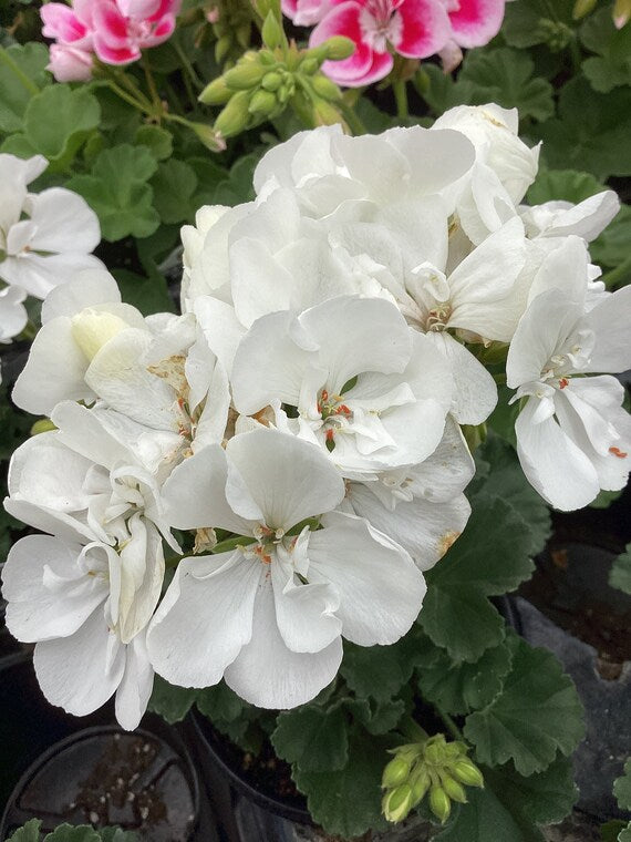 Geranium Zonal 'Darko White'
