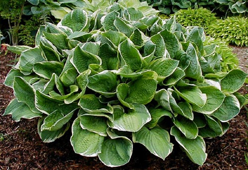 Hosta 
