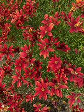 Load image into Gallery viewer, Coreopsis 'Fall Sensation Vermillion'
