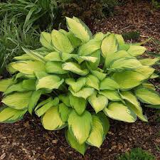 Hosta 'Gold Standard'