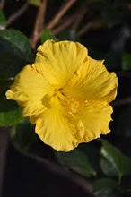 Load image into Gallery viewer, Hibiscus rosa-sinensis &#39;Tropical Hibiscus&#39;
