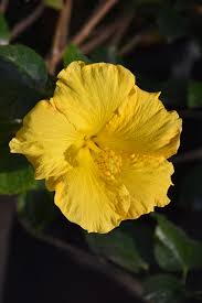 Hibiscus rosa-sinensis 'Tropical Hibiscus'