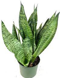 Sansevieria 'Superba Robusta' Snake Plant