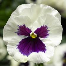 Pansy 'White Blotch'
