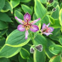 Load image into Gallery viewer, Tricyrtis formosana 'Autumn Glow'
