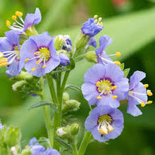 Load image into Gallery viewer, Polemonium boreale 'Heavenly Habit'
