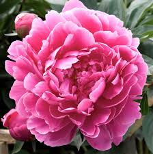Paeonia lactiflora 'Dr. Alex Fleming' Peony – Denchfield Nursery, Inc.