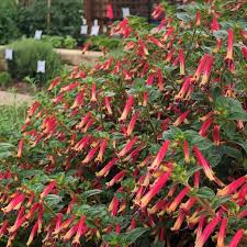 hanging basket hummingbird plants Cuphea 'Hummingbird's Lunch' Hanging Basket – Denchfield Nursery, Inc