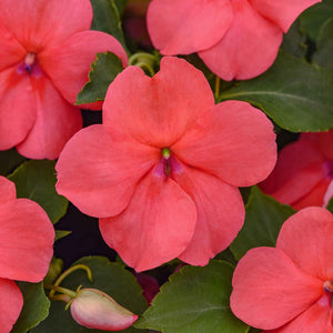 Imaptiens 'Beacon Coral'