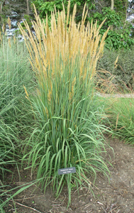 Sorghastrum nutans 'Indian Grass'