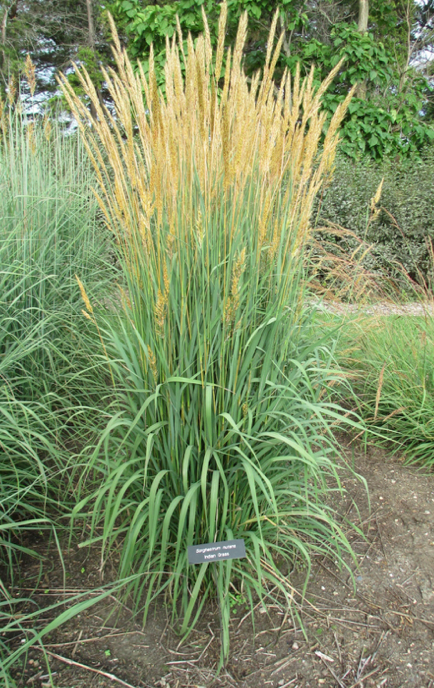 Sorghastrum nutans 'Indian Grass'