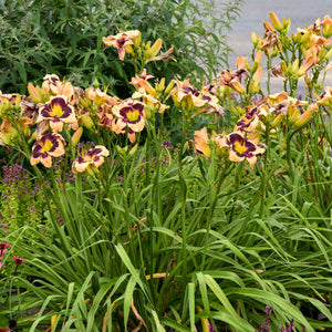 Hemerocallis 'Inkheart' Daylily