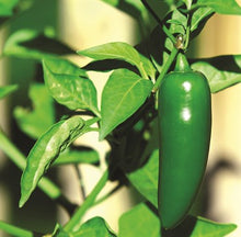 Load image into Gallery viewer, Organic Jalapeno Pepper Seeds
