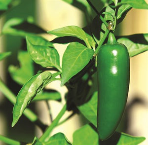 Organic Jalapeno Pepper Seeds