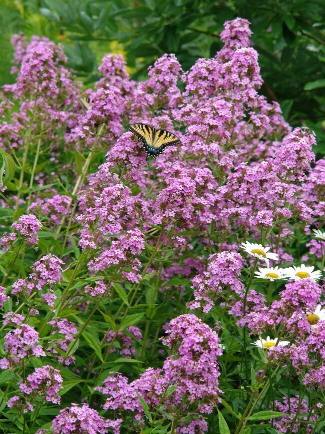 Phlox paniculata 'Jeana'