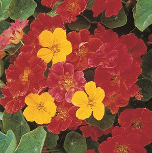 Jewel Mix Nasturtium Seeds