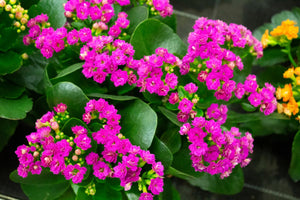 Kalanchoe