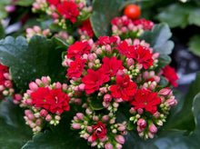 Load image into Gallery viewer, Kalanchoe
