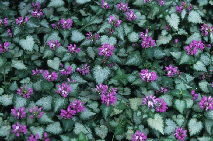 Lamium maculatum 'Beacon Silver'