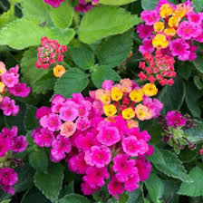 Lantana 'Cherry & Pink Combo' Patio Pot