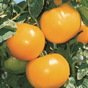 Tomato Lemon Boy Seeds